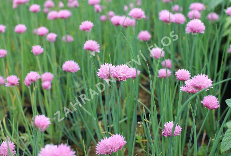 Pažitka pobřežní 'Rising Star' - Allium schoenoprasum 'Rising Star'