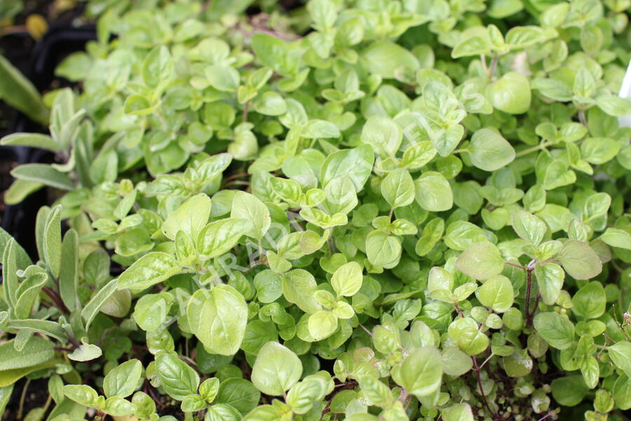 Oregano (Dobromysl) obecné - Origanum vulgare