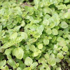 Oregano (Dobromysl) obecné - Origanum vulgare