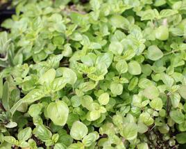 Oregano obecné, dobromysl