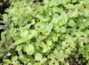 Oregano obecné, dobromysl - Origanum vulgare