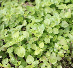 Oregano (Dobromysl) obecné - Origanum vulgare