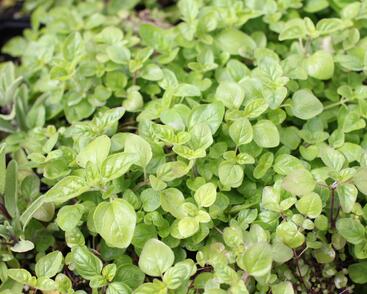 Oregano obecné, dobromysl