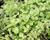 Oregano obecné, dobromysl