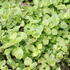 Origanum vulgare.JPG