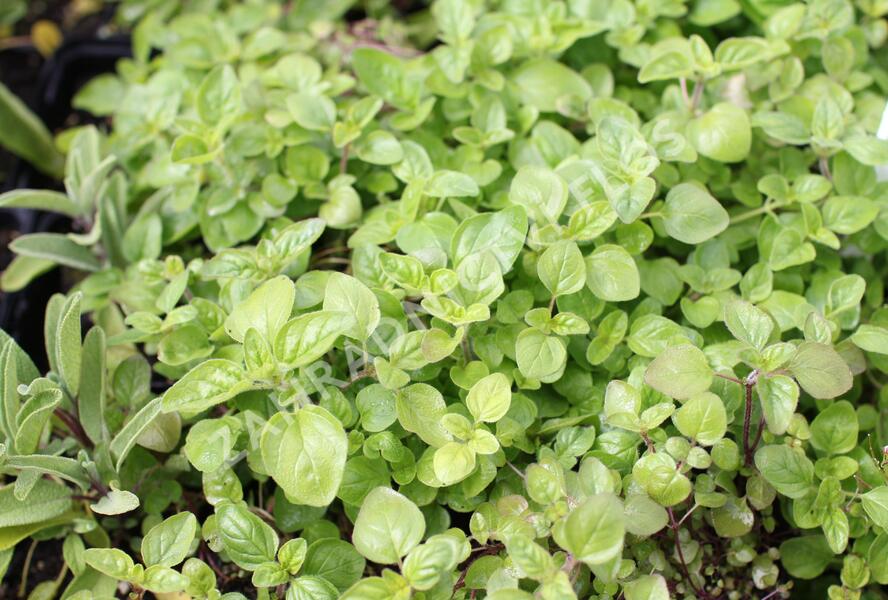Oregano obecné, dobromysl - Origanum vulgare