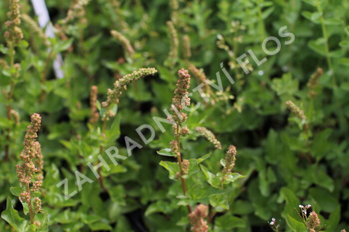 Merlík všedobr - Chenopodium bonus-henricus