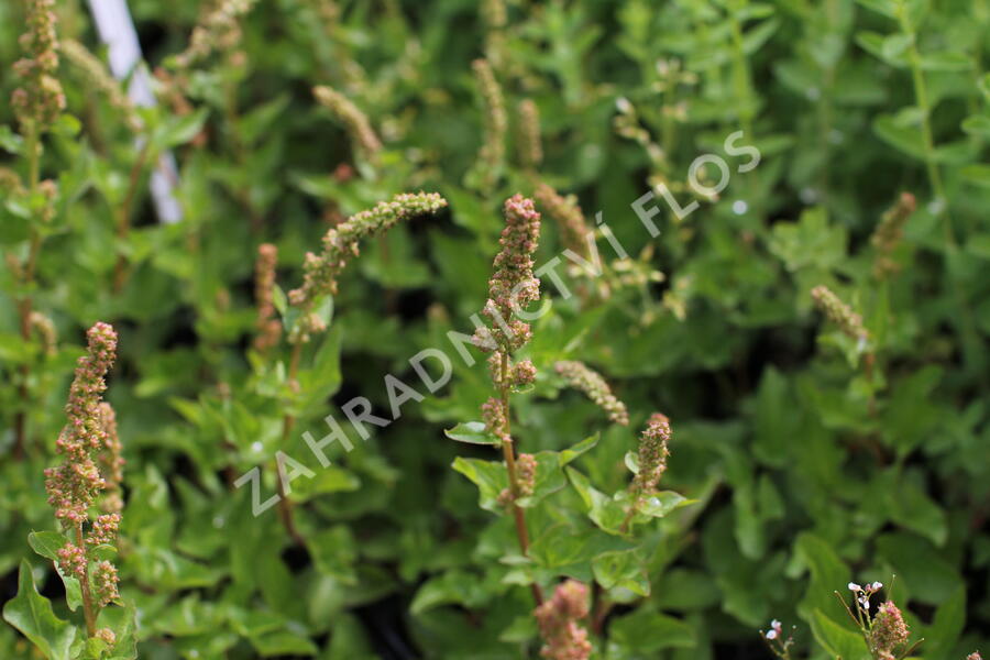 Merlík všedobr - Chenopodium bonus-henricus