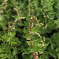 Merlík všedobr - Chenopodium bonus-henricus