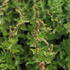 Chenopodium bonus-henricus.JPG