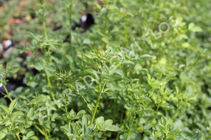 Komonice lékařská - Melilotus officinalis