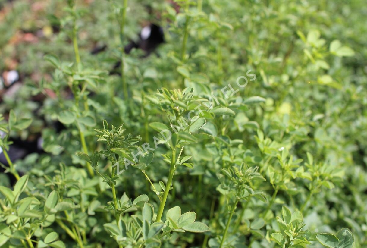 Komonice lékařská - Melilotus officinalis