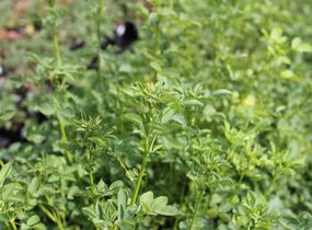 Komonice lékařská - Melilotus officinalis