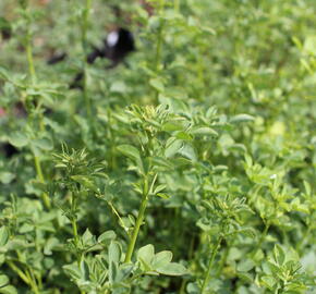 Komonice lékařská - Melilotus officinalis