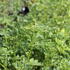 Melilotus officinalis.JPG