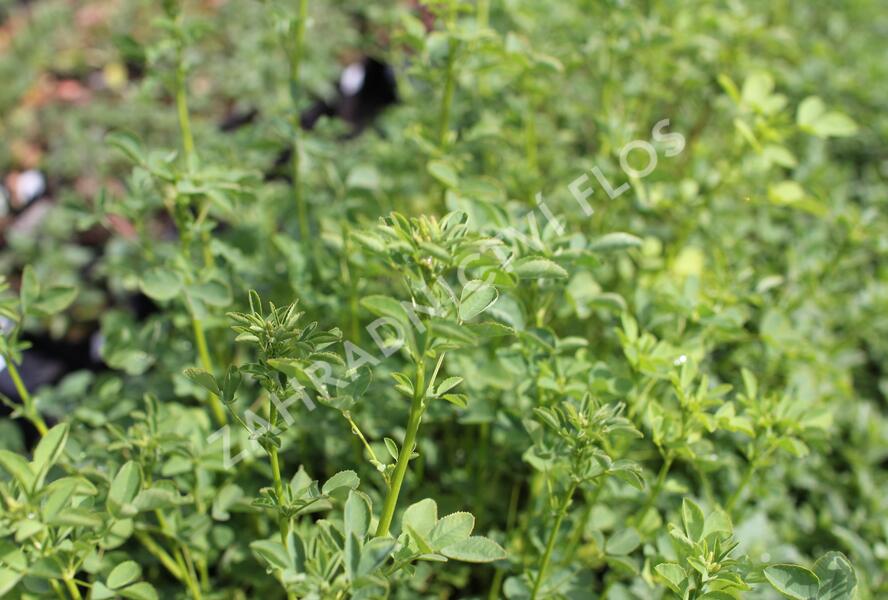 Komonice lékařská - Melilotus officinalis