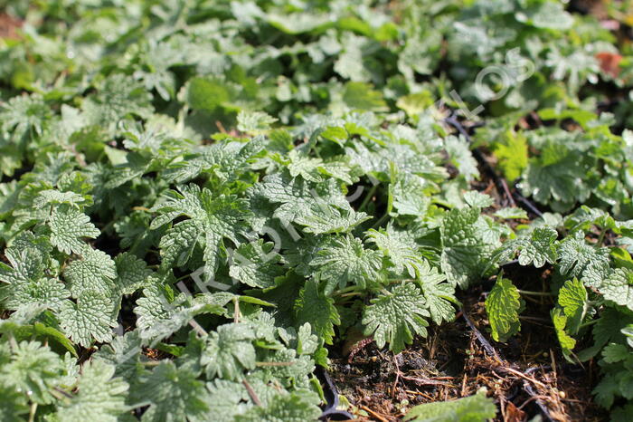 Srdečník obecný - Leonurus cardiaca