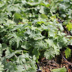 Srdečník obecný - Leonurus cardiaca