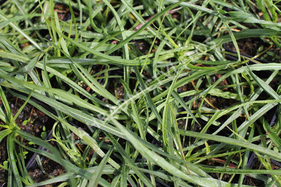 Kozí brada východní - Tragopogon orientalis