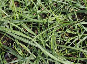 Kozí brada východní - Tragopogon orientalis