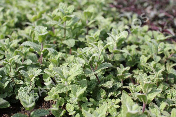 Máta huňatá 'Variegata' - Mentha rotundifolia 'Variegata'