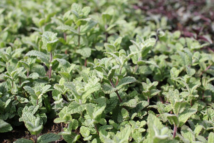 Máta huňatá 'Variegata' - Mentha rotundifolia 'Variegata'