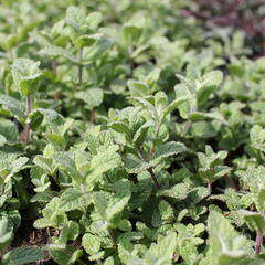 Máta huňatá 'Variegata' - Mentha rotundifolia 'Variegata'