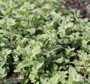 Máta huňatá 'Variegata' - Mentha rotundifolia 'Variegata'
