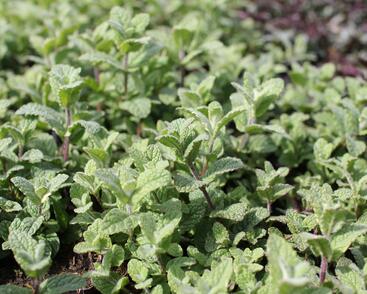 Máta huňatá 'Variegata'