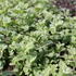 Mentha rotundifolia 'Variegata'.JPG