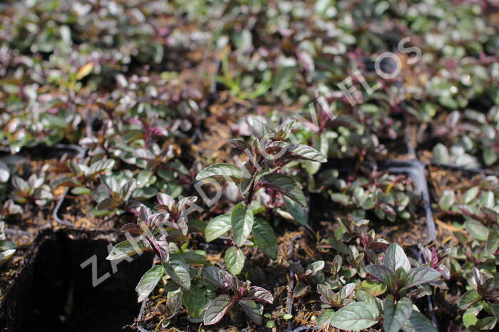 Máta peprná 'English Peppermint' - Mentha piperita 'English Peppermint'