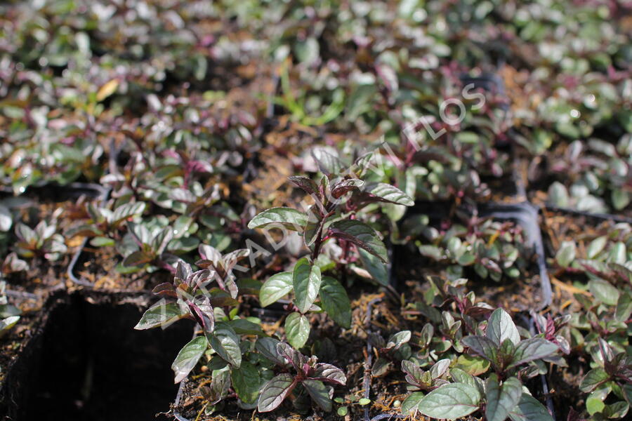 Máta peprná 'English Peppermint' - Mentha piperita 'English Peppermint'