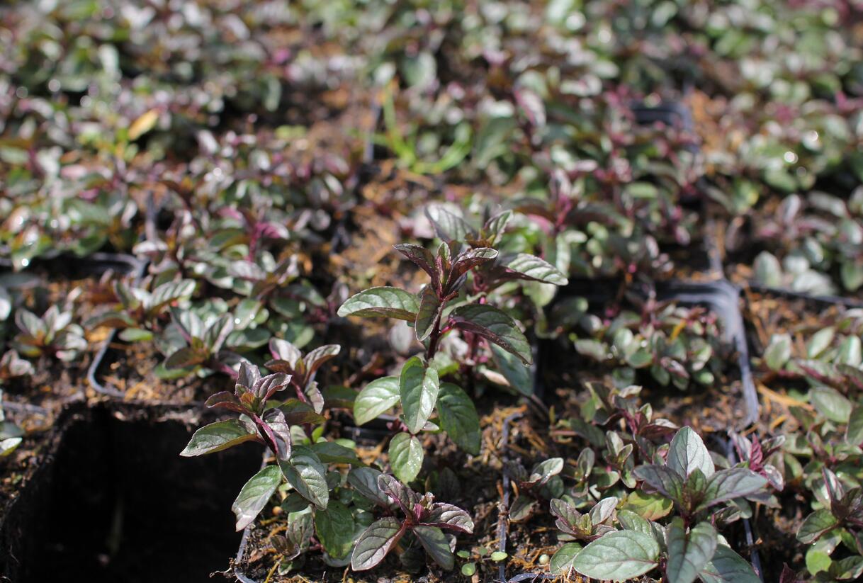 Máta peprná 'English Peppermint' - Mentha piperita 'English Peppermint'