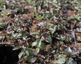 Máta peprná 'English Peppermint'