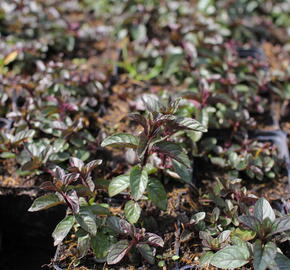 Máta peprná 'English Peppermint' - Mentha piperita 'English Peppermint'