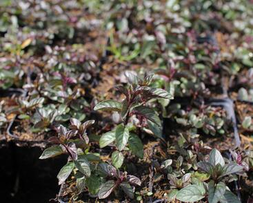 Máta peprná 'English Peppermint'