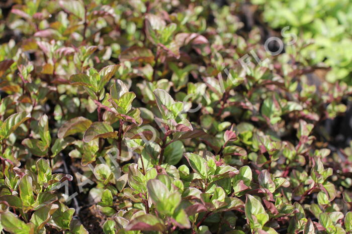 Máta peprná 'Orange Mint' - Mentha piperita 'Orange Mint'