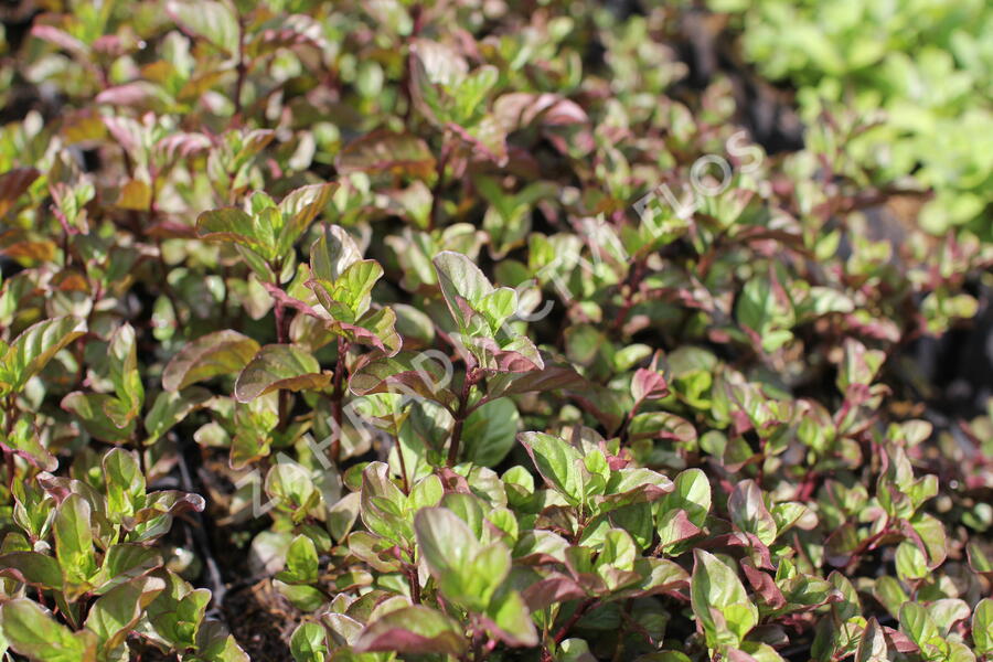 Máta peprná 'Orange Mint' - Mentha piperita 'Orange Mint'