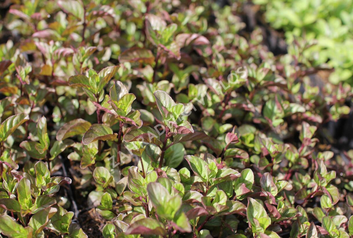 Máta peprná 'Orange Mint' - Mentha piperita 'Orange Mint'