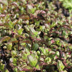 Máta peprná 'Orange Mint' - Mentha piperita 'Orange Mint'