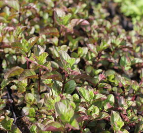 Máta peprná 'Orange Mint' - Mentha piperita 'Orange Mint'