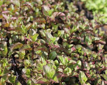Máta peprná 'Orange Mint'