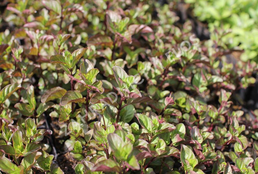 Máta peprná 'Orange Mint' - Mentha piperita 'Orange Mint'