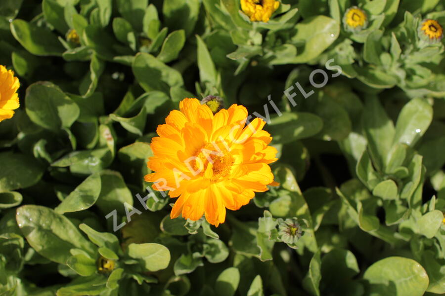 Měsíček lékařský 'Yellow with Black Eye' - Calendula officinalis 'Yellow with Black Eye'