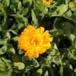 Měsíček lékařský 'Yellow with Black Eye' - Calendula officinalis 'Yellow with Black Eye'