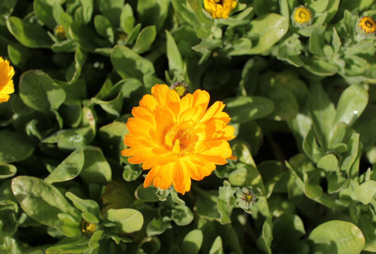Měsíček lékařský 'Yellow with Black Eye' - Calendula officinalis 'Yellow with Black Eye'