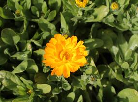 Měsíček lékařský 'Yellow with Black Eye' - Calendula officinalis 'Yellow with Black Eye'