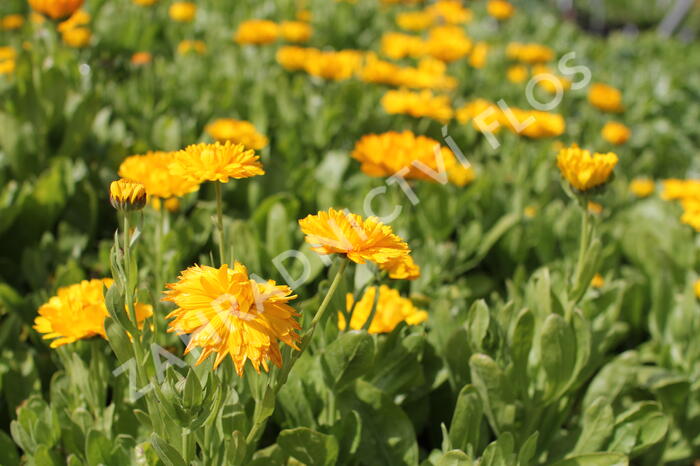 Měsíček lékařský 'Yellow with Black Eye' - Calendula officinalis 'Yellow with Black Eye'