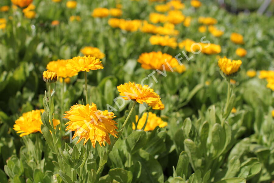 Měsíček lékařský 'Yellow with Black Eye' - Calendula officinalis 'Yellow with Black Eye'