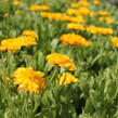 Měsíček lékařský 'Yellow with Black Eye' - Calendula officinalis 'Yellow with Black Eye'